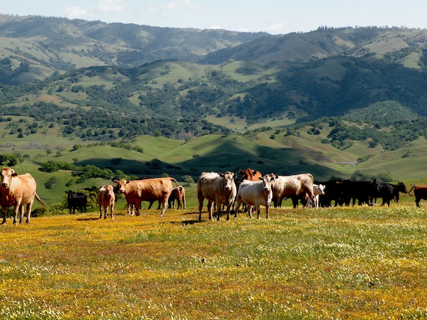 Cows grazing on wildflowers on Coyote Ridge. Photo: Stu Weiss