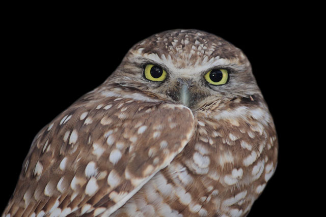 The burrowing owl is ready for its close-up. (Photo courtesy City of San Jose)