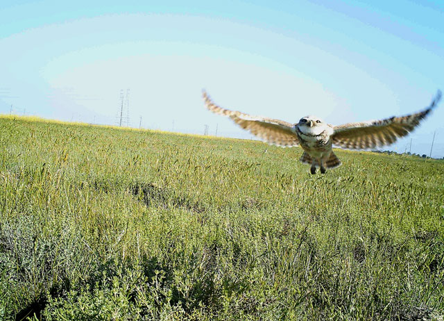 Camera traps capture the owls frequently. (Photo courtesy of the City of San Jose)