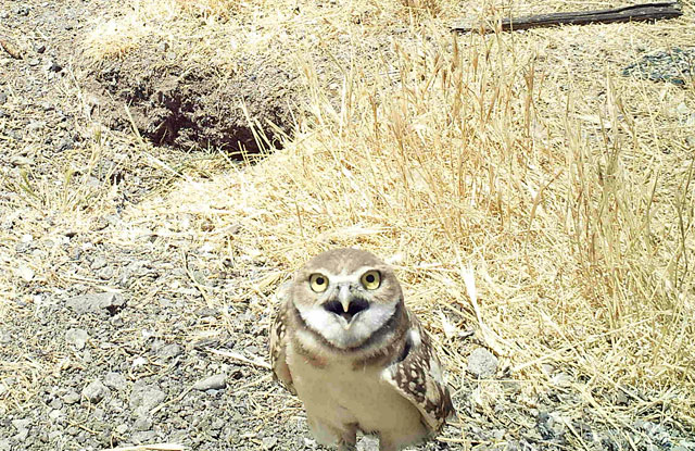 In a word, "dorky." A juvenile burrowing owl stares down the camera. (Photo courtesy City of San Jose)
