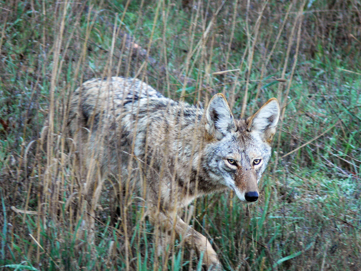 Coyote (Predators) Trapper's Special​ Package #2