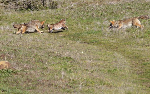 Coyotes chase a bobcat in the East Bay hills. The bobcat escaped. (Photo by Jen Joynt)