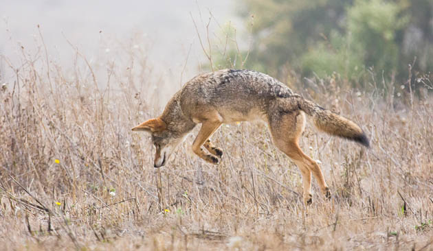 A coyote pounces. (Photo by Steve Zamek, featherlightphoto.com)