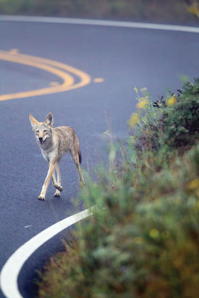 A coyote walks along a winding road. (Photo by Jaymi Heimbuch, jaymiheimbuch.com