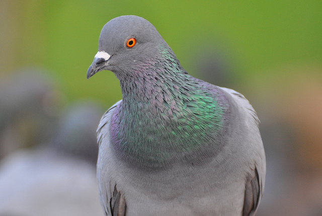 Rock pigeons are often mistaken for band-tailed pigeons, but have distinct differences. Photo: Parshotam Lal Tandon