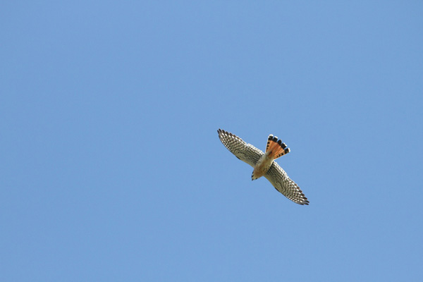 An American Kestrel soars at Tolay Creek in Sonoma County. Photo courtesy of Paul Martin