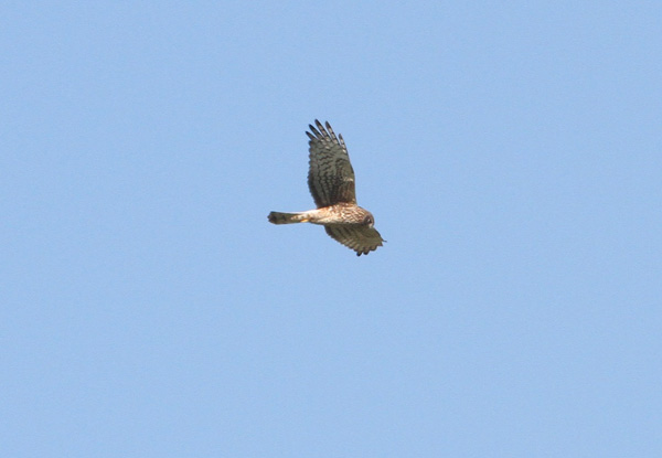 A Northern Harrier spots a potential meal at Tolay Creek, Sonoma County. Photo: Paul Martin.