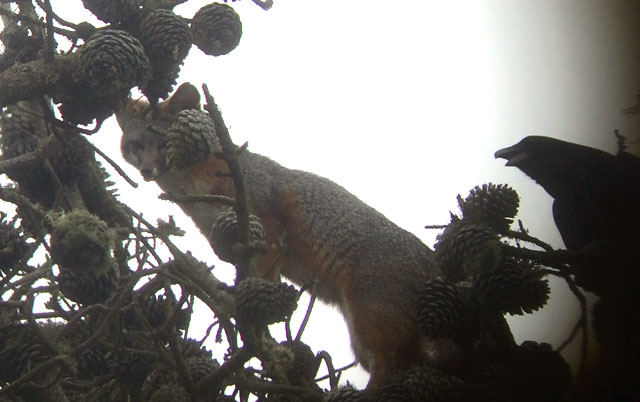 Shot with an iPhone through binoculars, a gray fox watches a coyote from a tree in the Presidio. (Photo by Jonathan Young, courtesy Presidio Trust)