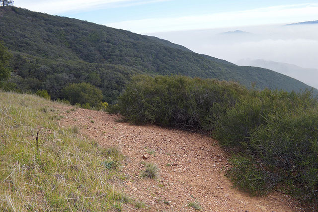 The bare zone between grassland and chaparral, on the upper slopes of Mount Diablo. This example is in an unburned area. (Photo by Joan Hamilton)