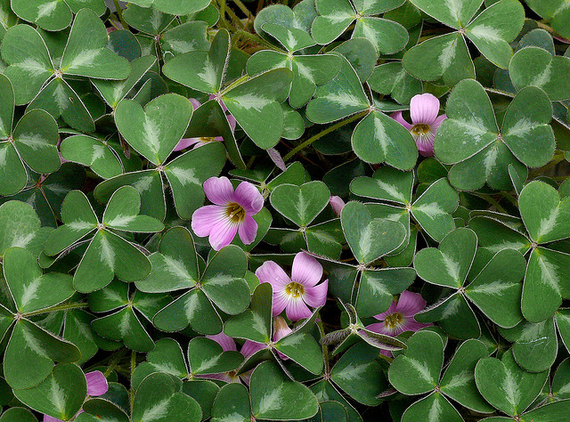 Invasive oxalis should not be confused with California's native redwood sorrel, oxalis oregana. Photo: James Gaither