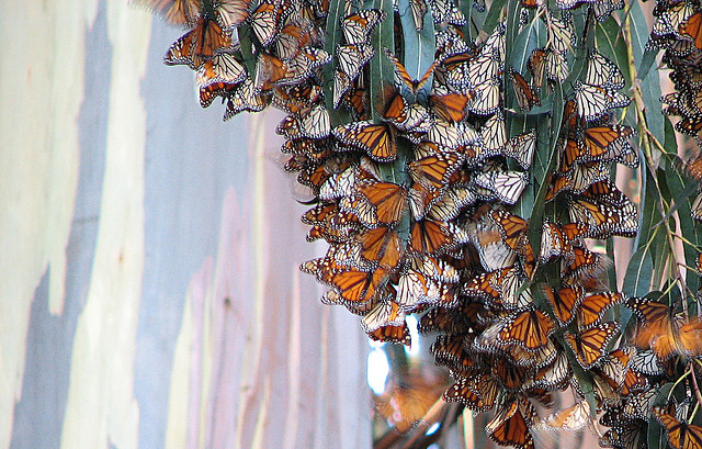 Western monarchs overwintering in Arroyo Grande, California. 