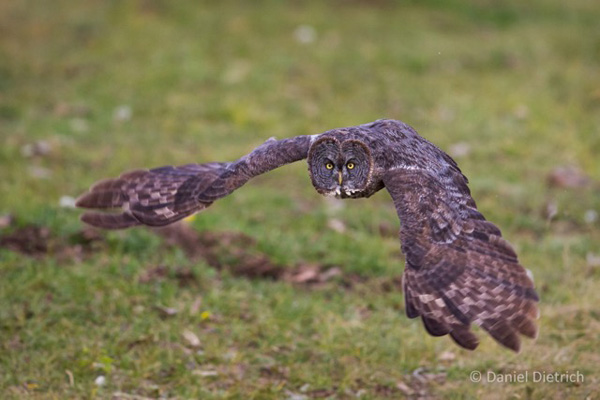 A Great gray owl, a native of Canada, soars over a field. Photo by Daniel Dietrich.