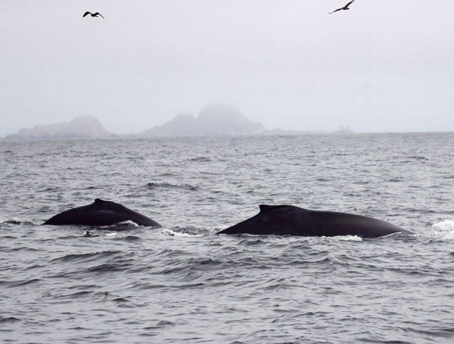 Humpback whales clear the water off the Farallones for species number 20. (Photo by Floyd Hayes)