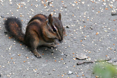 The Sonoma chipmunk, brazenly eating seeds in the author's yard -- just outside the time of the Mammal Big Day. (Photo by Peter Pyle)