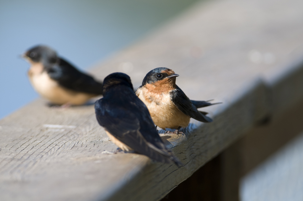 Barn swallows. Photo: Matt Knoth