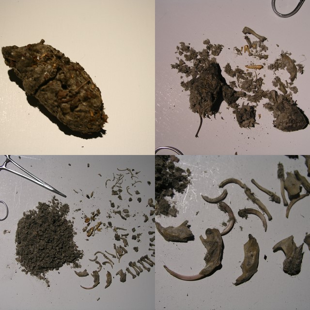 dissected owl pellet remains