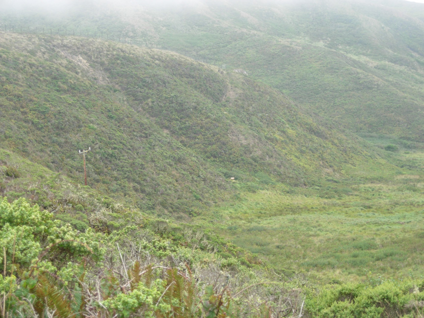 A valley slope in the tule elk area of Point Reyes National Seashore. Photo: Karen Klitz