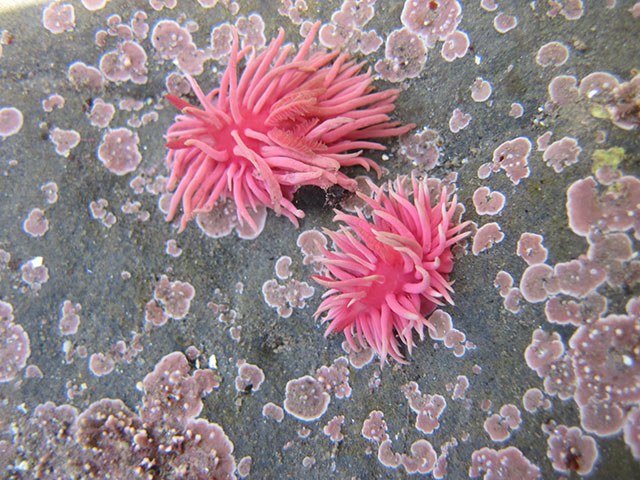 hopkins' rose nudibranchs