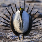 greater sage grouse
