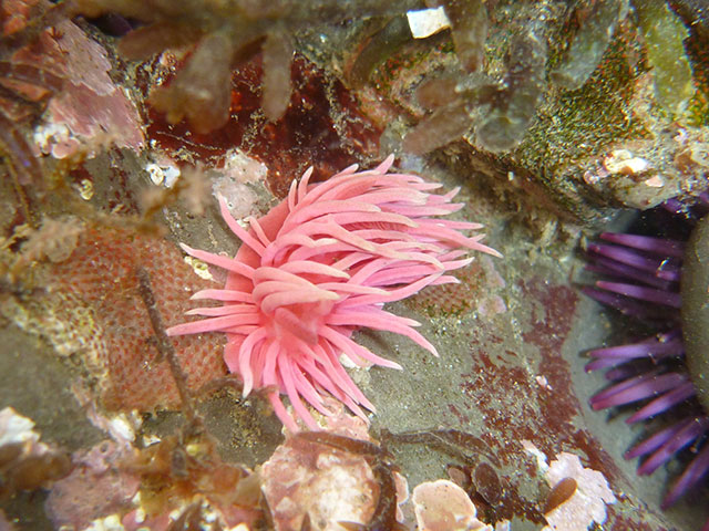 The Hopkins' rose is a common tidepool sight in Northern California this year. (Photo by Rebecca Johnson, California Academy of Sciences)