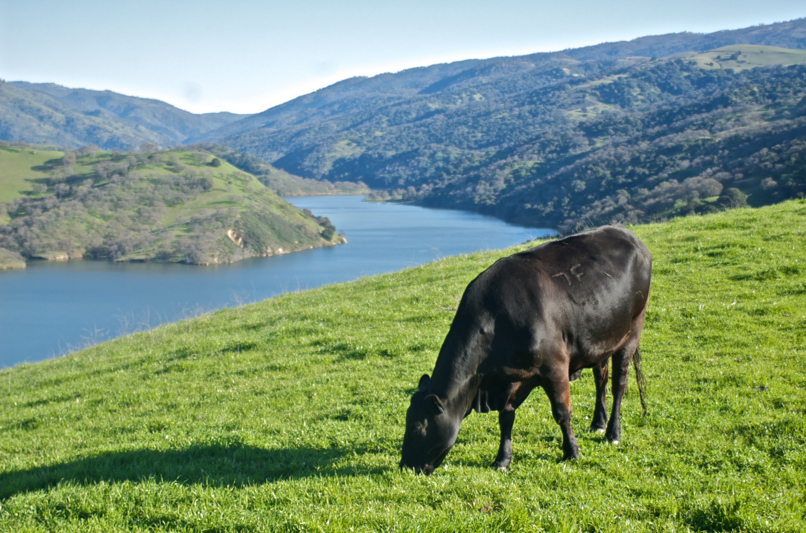 Lake Del Valle, Livermore. Grazing can support watershed function.   Photo credit: Kirschenmann