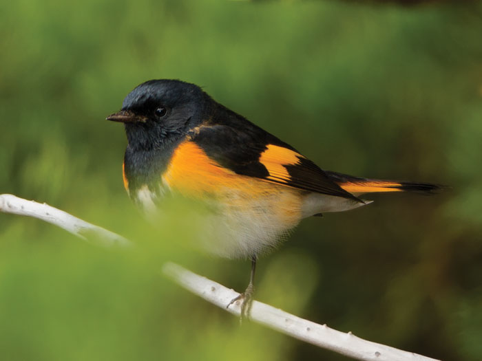 An American redstart observed near the lighthouse at Point Reyes. (Photo by David R. Moore)