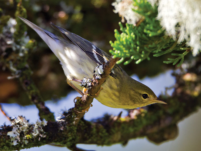 A blackpoll warbler observed near the lighthouse at Point Reyes National Seashore. (Photo by David R. Moore)
