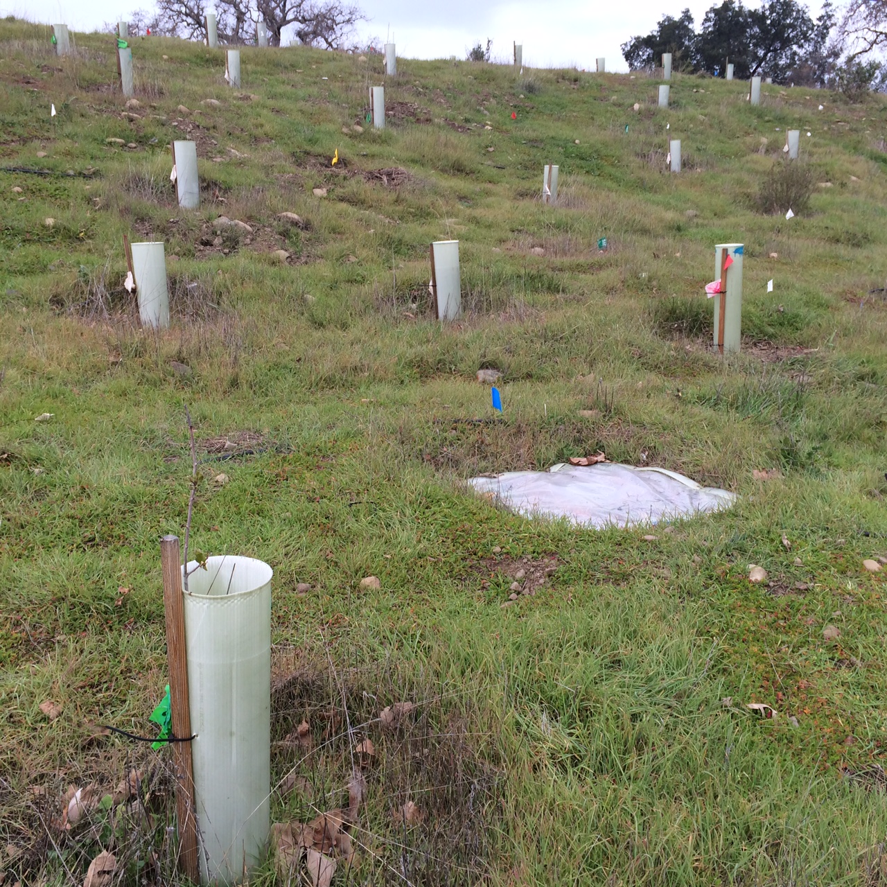 The SFPUC had to raze 9,000 plants that tested positive for phytopthora, a costly setback for the agency. Photo courtesy of SFPUC