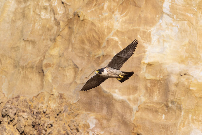 This peregrine falcon has been nesting high up on the Laird Sandstone cliffs at Kehoe. (Photo by Daniel Dietrich, pointreyessafaris.com)