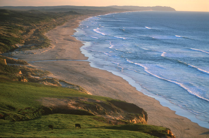 View of  the 11-mile-long Point Reyes Beach from the cliffs above Kehoe Beach south to the Point Reyes headland. (Photo by Richard Blair, richardblair.com)