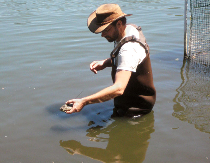 Sonoma State researcher Dana Terry releases a Western pond turtle into Mountain Lake. (Photo by Lauren McNulty)