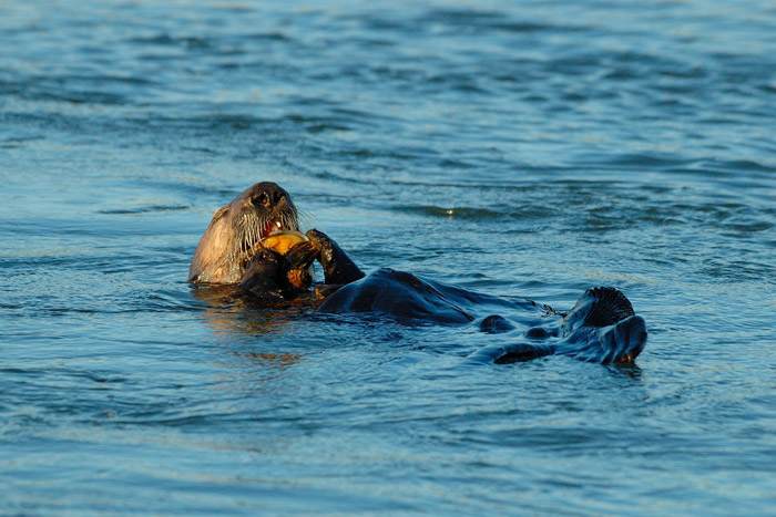 A sea otter feeds on a mussel in Richardson Bay in early July. (Photo by youtube user NorthwesternPacificHistoryIsCool)