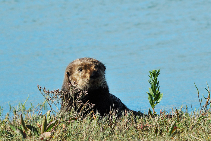 An otter near the pickleweed in Mill Valley. (Photo by youtube user NorthwesternPacificHistoryIsCool)