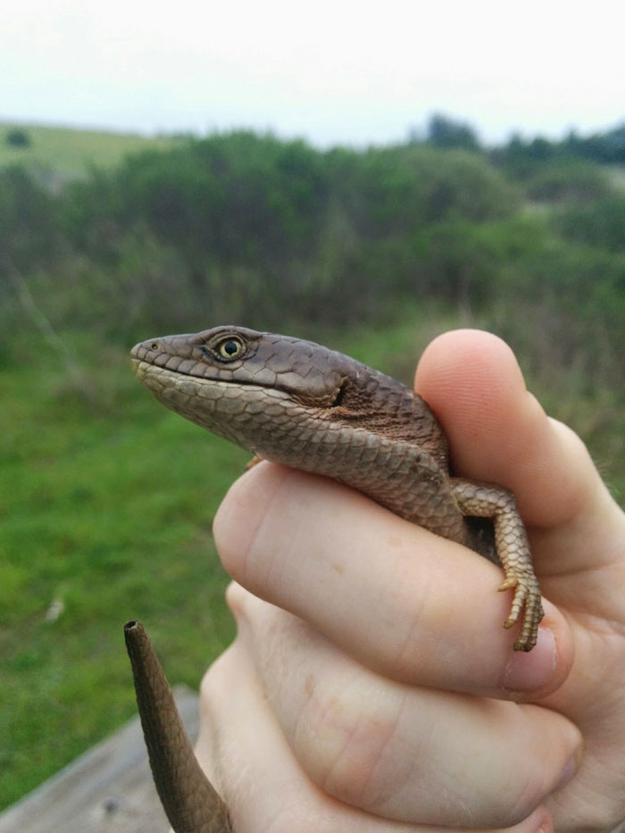Southern alligator lizards like this one have largely replaced the San Francisco alligator lizards that used to live around UC Santa Cruz. (Photo by Nicholas Weiler)