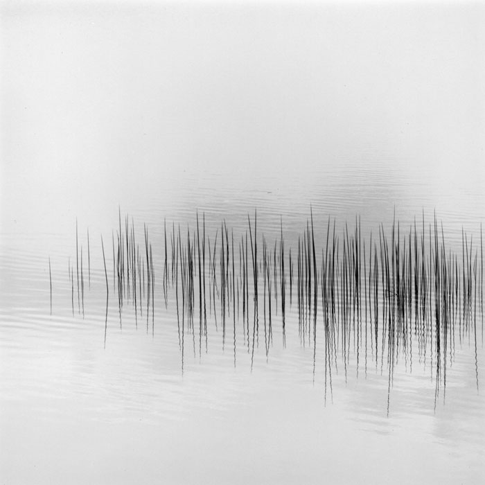 "Reed and Water," from Robert Buelteman's The Unseen Peninsula. (Photo courtesy Robert Buelteman)