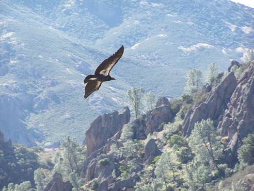 A condor flies over Pinnacles. (Photo by Sara Bartels, courtesy Golden Gate Audubon Society)