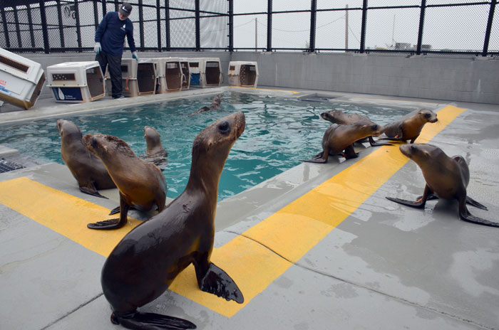 Rescued young sea lions swim in the pool at The Marine Mammal Center in Sausalito. (Photo by Ingrid Overgard, courtesy The Marine Mammal Center)