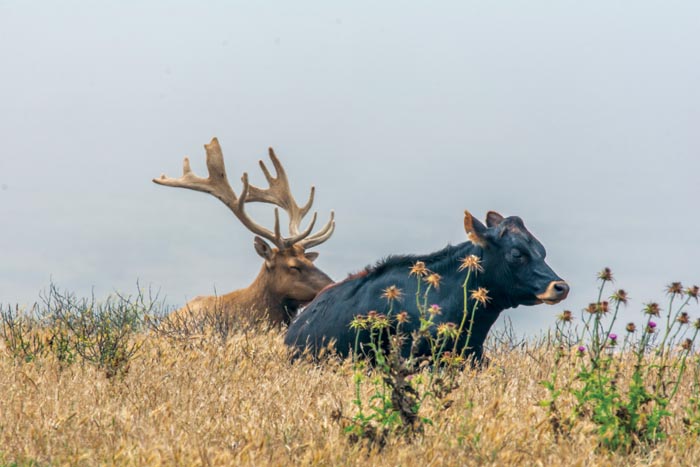 Tule elk and cattle sleep within several feet of each other at Historic D Ranch. (Photo by Carlos Porrata)