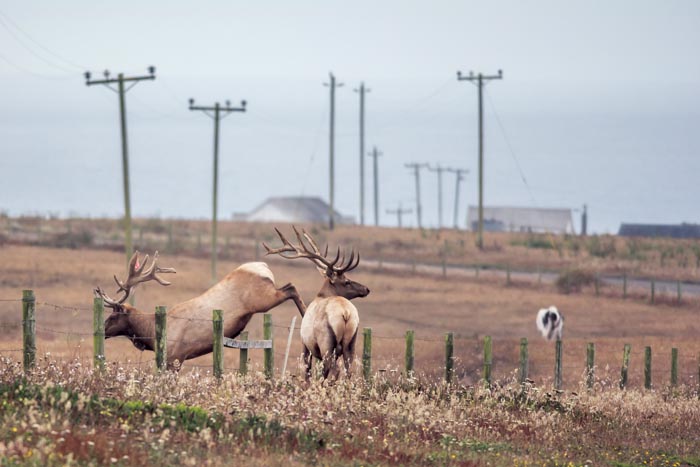 Two young bull tule elk jump the fence at Historic D Ranch, where they regularly spend their days. (Photo by Carlos Porrata)