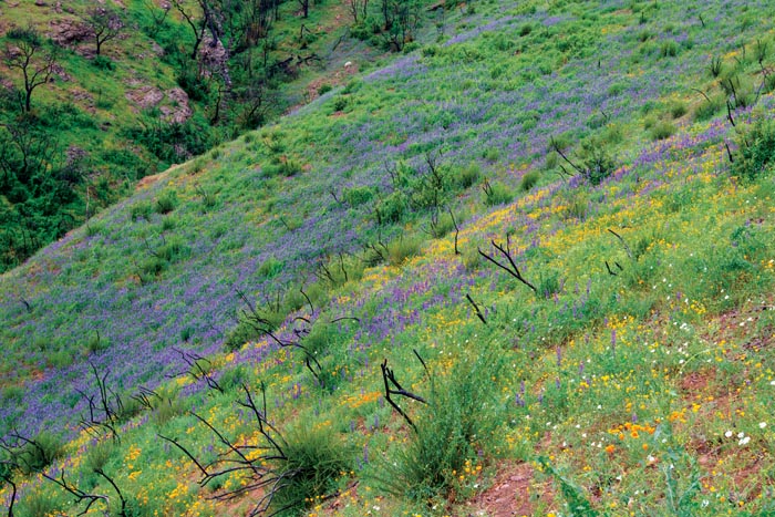 Amid the charred stalks of chamise, arroyo lupine, California poppy, and morning glory carpet a slope above Perkins Canyon in March 2015. (Photo by Scott Hein, heinphoto.com