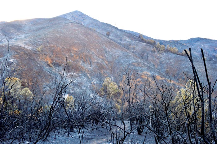 North Peak after the fire. (Photo by Joan Hamilton)