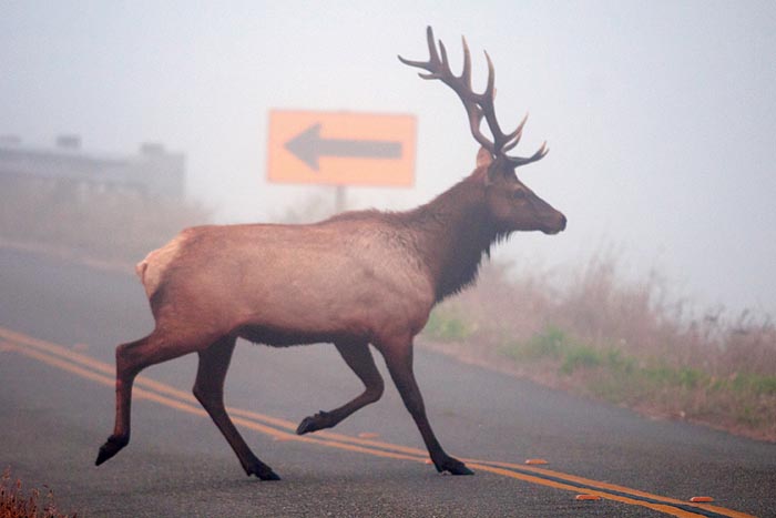 Elk are lovely but stubborn creatures. (Photo by John Wall)