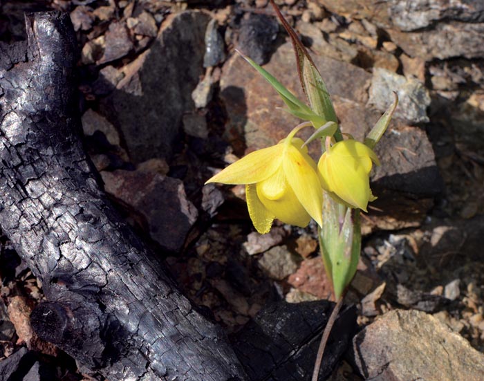 The endemic Mount Diablo globe lily bloomed profusely during the spring following the fire. (Photo by Sally Rae Kimmel)
