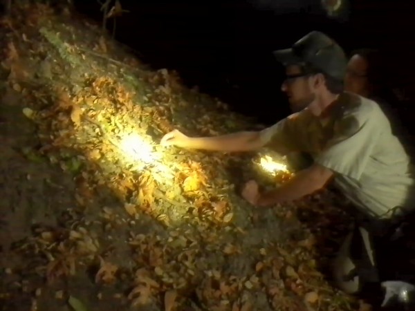 Guest naturalist Trent Pearce "tickles" a turret spider on a recent night hike he led for Bay Nature.