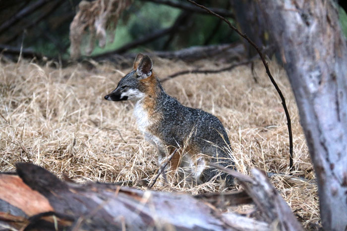 One of the gray foxes studied by Bill Leikam. (Photo courtesy Bill Leikam)