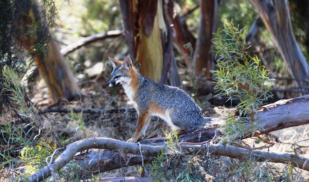 On the Trail of the Surprisingly Mysterious Gray Fox - Bay Nature