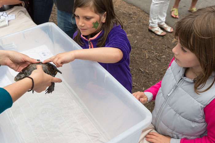 A young turtle fan pets one of the Western pond turtles before its release into Mountain Lake. (Photo by Charity Vargas Photography, courtesy Presidio Trust)