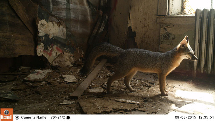 A hidden camera captured this photo of a gray fox in the Presidio, the first spotted in San Francisco in more than a decade. (Photo courtesy Jonathan Young, Presidio Trust)
