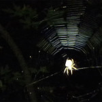 An orbweaver spider sits in its web. From Bay Nature's spider night hike with EBRPD naturalist Trent Pearce. Photo: Igor Skaredoff