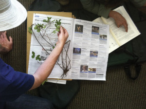 examining plants